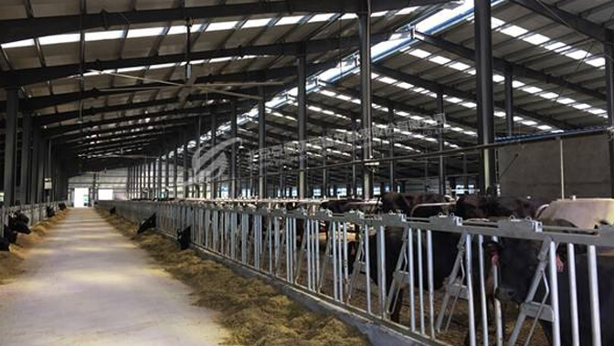 steel-structures-of-cowhouses-01